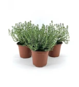 Dağ Bahçe Kekiği Fidanı 10-20 Cm 5 Adet Thymus Vulgaris thumbnail 2