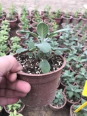 Tıbbi Adaçayı Fidanı 10-20 Cm 5 Adet Salvia thumbnail 2