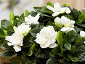 Gardenya Jasminoides Kokulu Gardenya Ev Ve Ofis Bitkisi 10-20 cm thumbnail 4