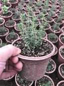 Dağ Bahçe Kekiği Fidanı 10-20 Cm 5 Adet Thymus Vulgaris thumbnail 1