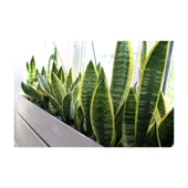 Sarı Çizgili Kılıç Çiçeği Peygamber Kılıcı Paşa Kılıcı 20-30 cm thumbnail 3