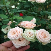 Krem Gül Fidan Kokulu Yediveren Sarmaşık 10-20 cm thumbnail 2