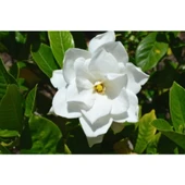 Gardenya Çiçeği Fidanı 10-20 cm thumbnail 1