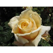 Krem Gül Fidan Kokulu Yediveren Sarmaşık 10-20 cm thumbnail 1