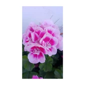 Ultra Pembe Beyaz Sardunya Çiçeği Fidesi 10-20 cm thumbnail 1