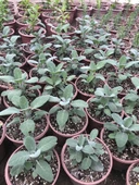 Tıbbi Adaçayı Fidanı 10-20 Cm 5 Adet Salvia thumbnail 3