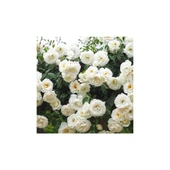 Kar Beyaz Kokulu Sarmaşık Gül Fidanı 10-20 cm thumbnail 1