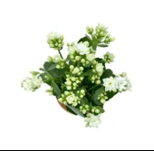 Kalanchoe Kalanşo Fidanı Beyaz 10-20 Cm thumbnail 2