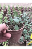Salvia Fruticosa Anadolu Adaçayı 10-20 cm thumbnail 5
