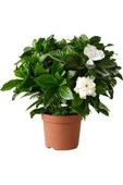 Gardenia Jasminoides Gardenya Ev Ve Ofis Bitkisi 10-20 cm thumbnail 2