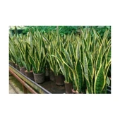 Sarı Çizgili Kılıç Çiçeği Peygamber Kılıcı Paşa Kılıcı 20-30 cm thumbnail 2