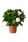 Gardenya Jasminoides Kokulu Gardenya Ev Ve Ofis Bitkisi 10-20 cm thumbnail 2