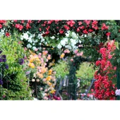 Krem Gül Fidan Kokulu Yediveren Sarmaşık 10-20 cm thumbnail 4