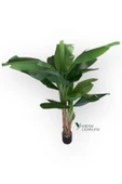 145 Cm 13 Dallı Islak Görünüm Yoğun İri Yapraklı Yapay Muz Ağacı thumbnail 2