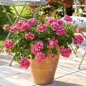 Sarkan Grandeur İvy Arctic Scarlet  Sakız Sardunya Fidesi (1 adet) thumbnail 1