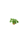 Pilea Çin Para Çiçeği 10- 20 cm thumbnail 2
