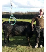 Sığır Kaldırma Aparatı thumbnail 2