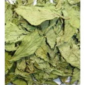 Şeker Otu (gurmar-cinnema) - 1