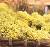 Sarı Solmaz Demet Kg 250 GR - 1