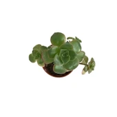 Aeonium Kiwi (Sukulent) thumbnail 2