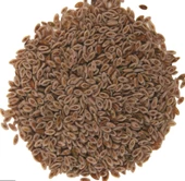 Karnıyarık Tohumu - 1