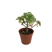 Aeonium Kiwi (Sukulent) thumbnail 1