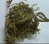 Kurt Pençesi-kibrit Otu-kurt Ayağı 250 GR - 1