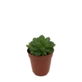 Haworthia Cymbiformis (Sukulent) thumbnail 1