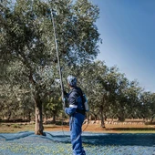 Campagnola Alice Star Karbon Zeytin Ve Meyve Hasat Makinası - 3