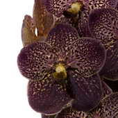 Vanda Sunanda 'Chocolate Brown' (Vanda Orkide) thumbnail 2