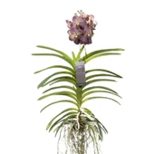 Vanda Sunanda 'Chocolate Brown' (Vanda Orkide) thumbnail 1