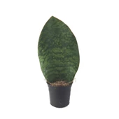 Sansevieria Masoniana 'Congo' (Paşa Kılıcı) thumbnail 1