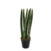 Sansevieria Cylindrica (Paşa Kılıcı) thumbnail 1
