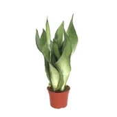 Sansevieria Trifasciata 'Moonshine' (Paşa Kılıcı) thumbnail 1