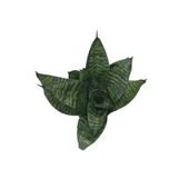 Sansevieria Zeylanica (Paşa Kılıcı) thumbnail 2