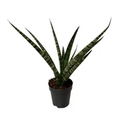 Sansevieria 'Silver Steel' (Paşa Kılıcı) thumbnail 1