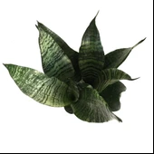 Sansevieria Zeylanica (Paşa Kılıcı) thumbnail 2