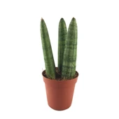 Sansevieria Cylindrica (Paşa Kılıcı) thumbnail 1