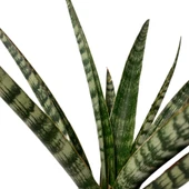Sansevieria 'Silver Steel' (Paşa Kılıcı) thumbnail 2