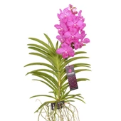Vanda Nitaya 'Rosy' (Vanda Orkide) thumbnail 1