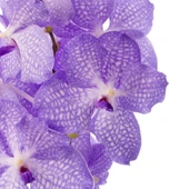 Vanda Kanchana 'Angelite' (Vanda Orkide) thumbnail 2