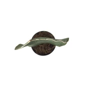 Sansevieria Masoniana 'Congo' (Paşa Kılıcı) thumbnail 2