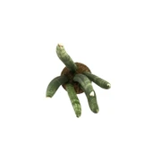 Sansevieria Cylindrica (Paşa Kılıcı) thumbnail 2