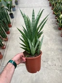 Sansevieria 'Tough Lady' (Paşa Kılıcı) thumbnail 3