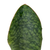 Sansevieria Masoniana 'Congo' (Paşa Kılıcı) thumbnail 2