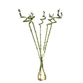 Lucky Bamboo (Şans Bambusu) (1 Adet) thumbnail 1
