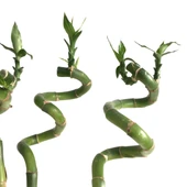 Lucky Bamboo (Şans Bambusu) (3 Adet) thumbnail 2