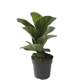 Ficus Lyrata 'Bambino' (Kauçuk Çiçeği) thumbnail 1