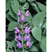 Adaçayı Şalba Fidanı 10-20 Cm Salvia Officinalis thumbnail 5