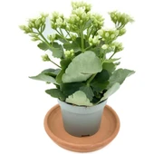 Kalanchoe Fidanı (Kalanşo) Beyaz 10-20 cm thumbnail 1